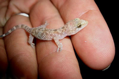 gecko photo gecko photo