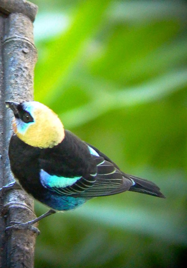 Golden-hooded tanager, ETangara larvata