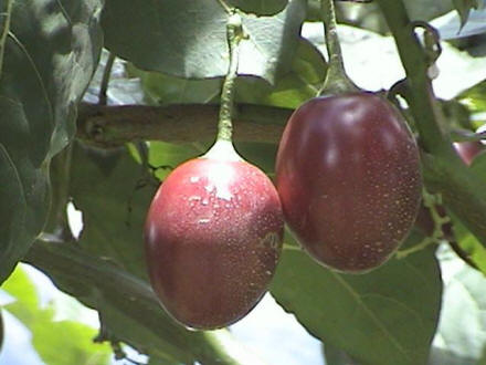 Passion Fruit