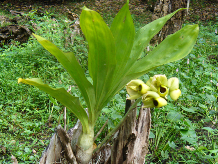Catesetum sp.