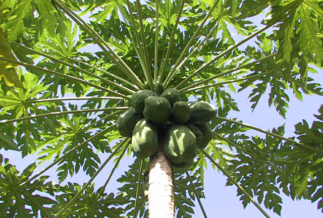 Papaya