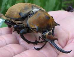 Megasoma elephas