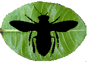 insects