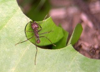 Leaf Cutter Ant photo Leaf Cutter Ant photo