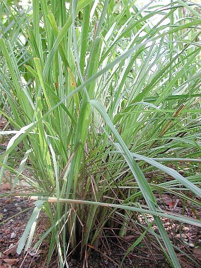 Cinnamon verum leaves and flowers
