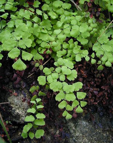 Avenca - Adiantum capillus-veneris, Avenca - Adiantum capillus-veneris, Avenca - Adiantum capillus-veneris