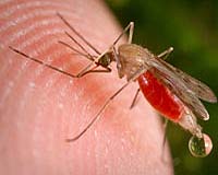 malaria mosquito