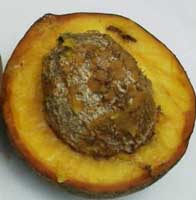 Mamey