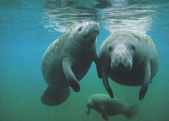 manatee photo