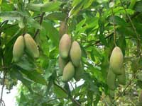 mango