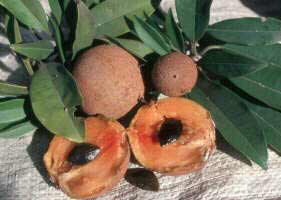 Chico sapote