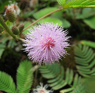 Mimosa