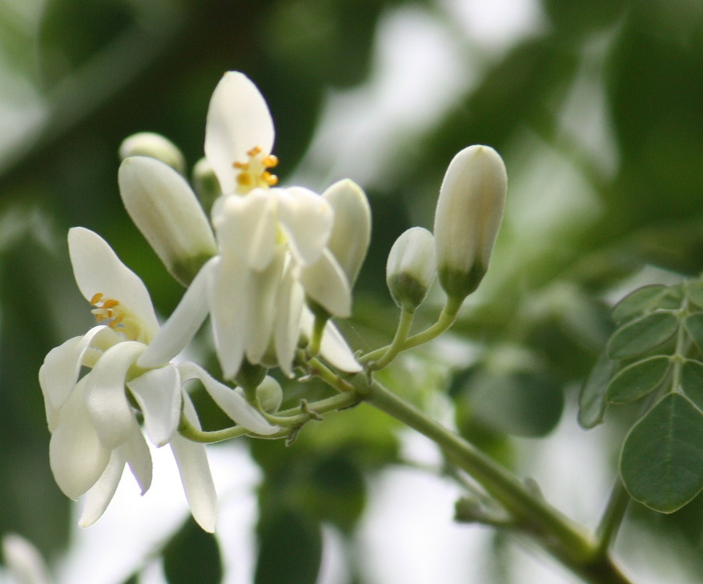 moringa photo moringa photo