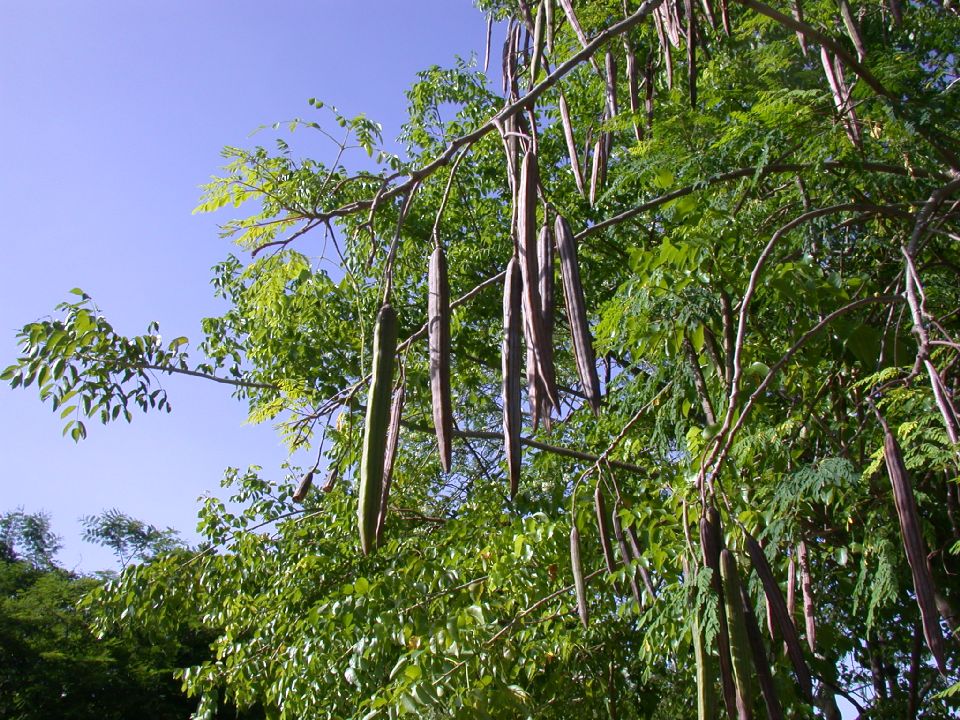 Moringa