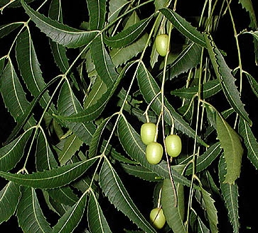 neem