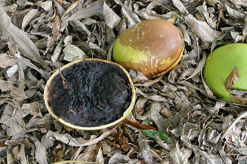 open calabash