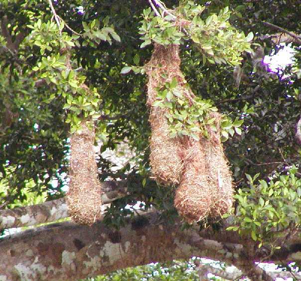 Oropendola Nests
