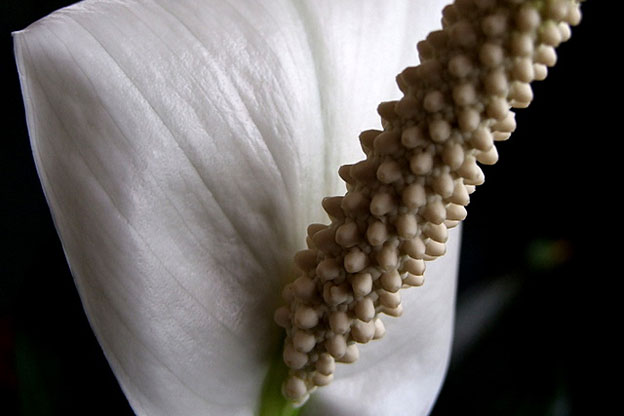 photo photo