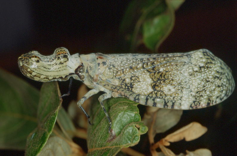 Peanut Head Bug, Fulgora laternaria