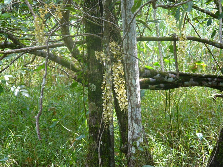 Encyclia alata