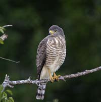 roadside hawk