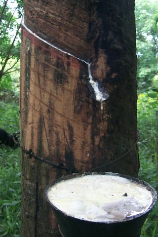 useful trees