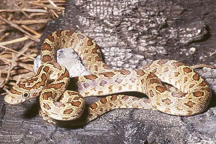 Snake