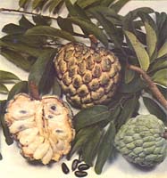 anona squamosa