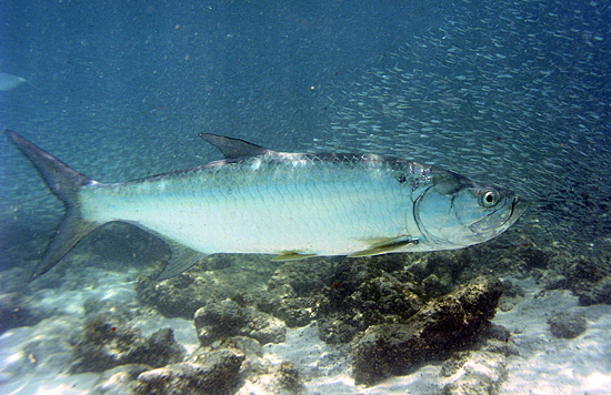 Tarpon photo Tarpon Photo