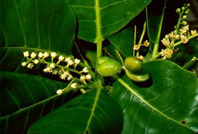 Almendro