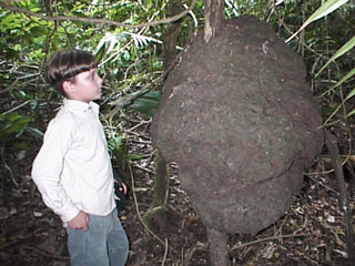 Termites