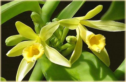 Vanilla orchid