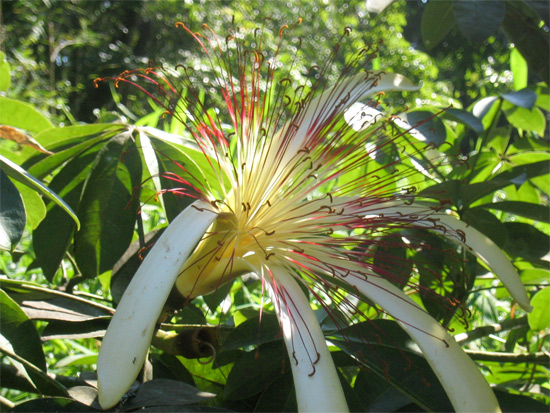 zapaton flower